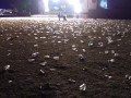Electric Picnic 2015- the aftermath